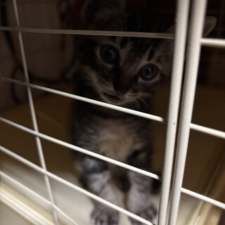 里親募集してます