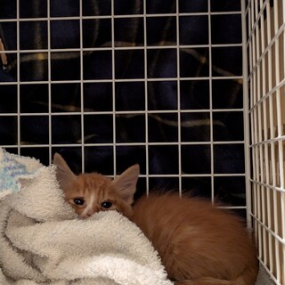 【里親様決定】9/6夕方保護しました