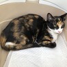 トライアル中　みけ猫　歌ちゃん♪  サムネイル7