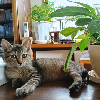 甘えんぼ！生後四か月子猫(メス)里親募集