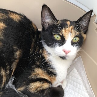 トライアル中　みけ猫　歌ちゃん♪ 