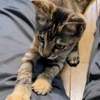 麦わら子猫みかんです。