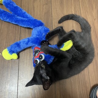 病弱から活発な女の子に成長！マルちゃん