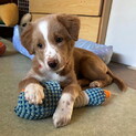 人の手で育った甘えん坊さんメス子犬