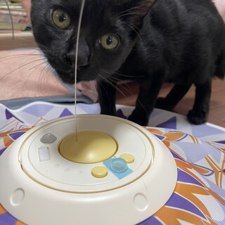 マイペースなおっとり系イヴィちゃん