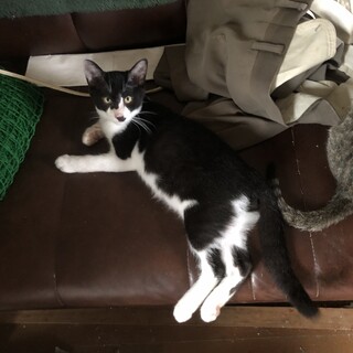 1/25  2/8  2/22譲渡会　慣れ抜群