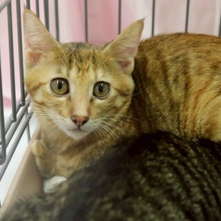 なでなで大好きで好奇心旺盛なきなこちゃん