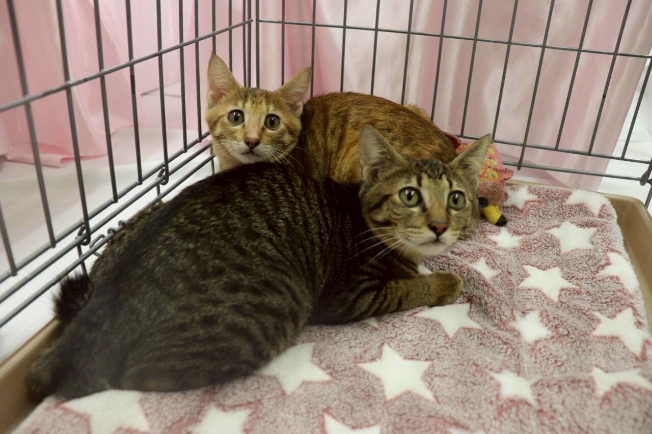 なでなで大好きで好奇心旺盛なきなこちゃん サムネイル2