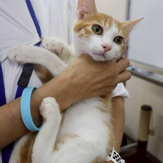 抱っこ大好き甘えたなソックスくん