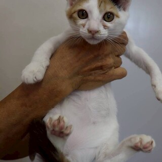 ルイボスちゃん