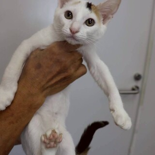 アイリスちゃん