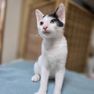 甘えたやんちゃフレック