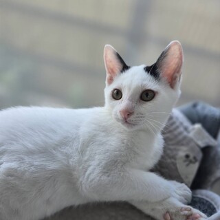 マイペースだけどいつも全力のパッチ