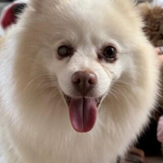 ポメラニアン6歳飼育放棄( ; ; )