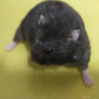 ブラックジャンガリアン