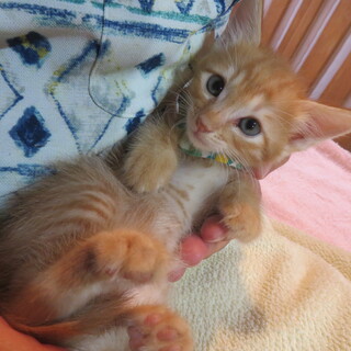 兄妹いっしょに・よもぎ君