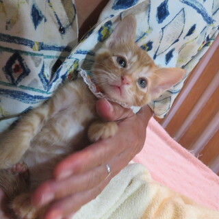 野草４兄妹・こごみちゃん