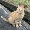 人馴れ抜群！小顔で甘えん坊の茶トラくん サムネイル2