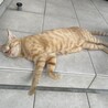 人馴れ抜群！小顔で甘えん坊の茶トラくん サムネイル3