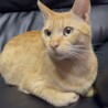 人馴れ抜群！小顔で甘えん坊の茶トラくん サムネイル5