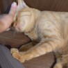 人馴れ抜群！小顔で甘えん坊の茶トラくん サムネイル7
