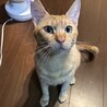 人馴れ抜群！小顔で甘えん坊の茶トラくん サムネイル4