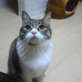 おしゃべりで甘えん坊な　けい