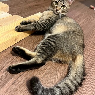 人馴れ抜群お転婆なトカちゃん