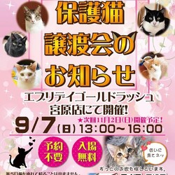 なごの家保護猫譲渡会inエブリデイゴールドラッシュ宮原店