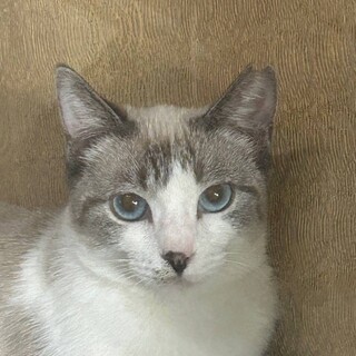 80歳の高齢者が餌を与えてた猫の募集です