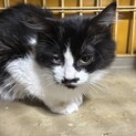 長毛のハチワレちゃん