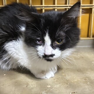 長毛のハチワレちゃん