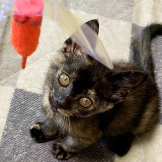 可愛くて癒され女子❤️ちゃみ