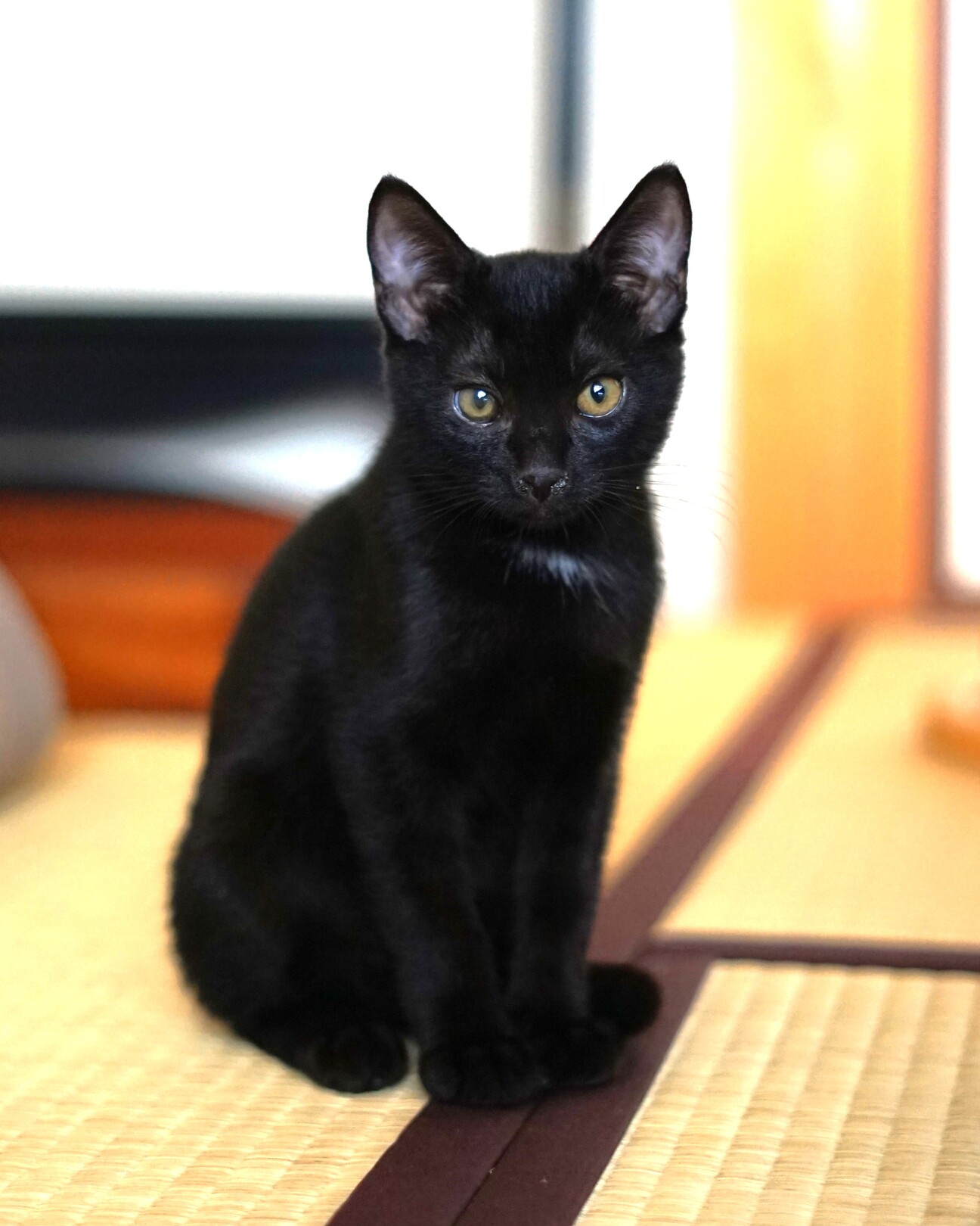 クロム様 ご確認ページ 黒猫ちゃん主役(*´˘`*)♡ クロム様 ご確認ページ 黒猫ちゃん主役(*´˘`*)♡ 甘えん坊♡黒猫子猫