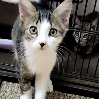 おっとり甘えん坊★ふわふわ毛並