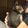 おっとり甘えん坊★ふわふわ毛並 サムネイル3