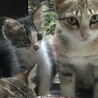 おっとり甘えん坊★ふわふわ毛並 サムネイル5