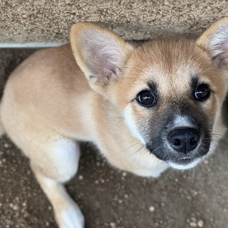 【再募集します】推定4ヶ月女の子カスミ