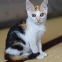 ちょう甘えん坊♡小さくてかわいいよ