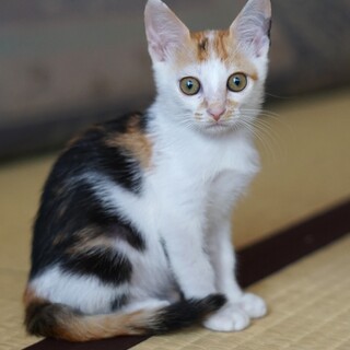 THE⭐︎三毛猫なみっこちゃん」千葉県 - 猫の里親募集(522102