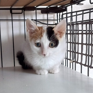 まだシャイだけど可愛い白三毛『シオン』