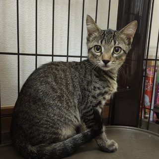 賢くカッコいいリーダー存在の子猫