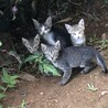 賢くカッコいいリーダー存在の子猫 サムネイル5