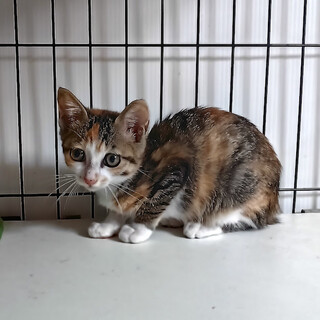 まだシャイだけど可愛いシマ三毛『カノン』