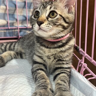 黒猫様 御専用 30b07d67b3e5085a271c35fd43d572