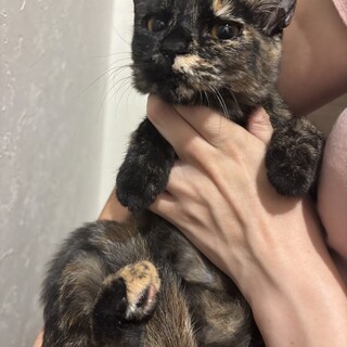 人馴れ抜群 チョコちゃん