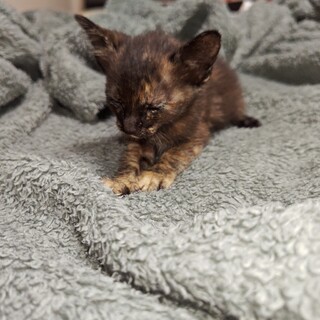 ５兄妹　名無しちゃん②