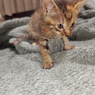 ５兄妹　名無しちゃん③