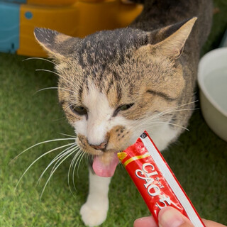 オスのキジ白　里親募集中！