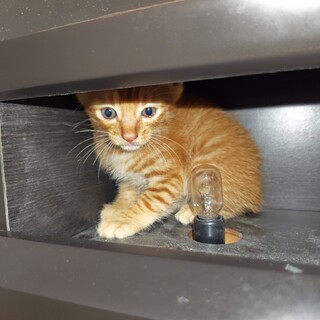 ５兄妹　名無しちゃん④